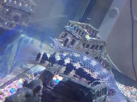 Help, is my fish a jaguar cichlid or dovii?
