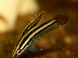 F.O.M.L. Fish Of My Life……photo list of happiness
