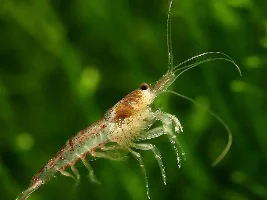 Cherry Shrimp
