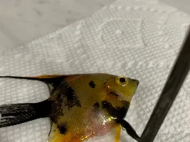 Prolapse? What killed my Angelfish??
