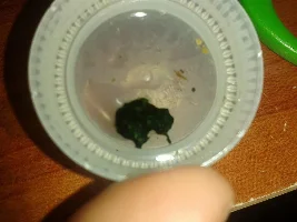 Is This Algae?