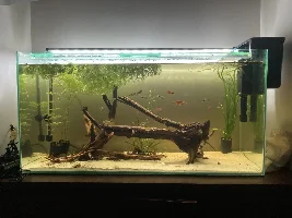 148.6L (39.2 gallon) aquarium journal