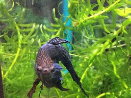 Getting a new betta tommorow!