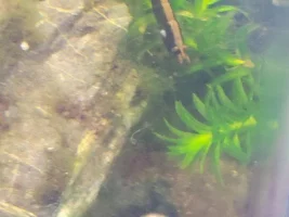 What kind of shrimp is this?