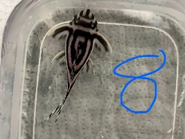L046 sexing assistance?