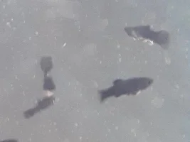Baby fish