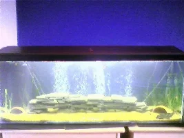 ~~ Tank Diary ~~