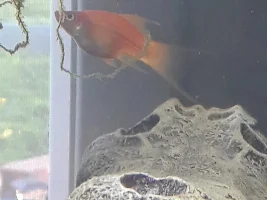 Pregnant fish