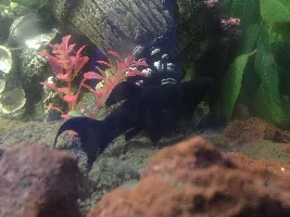 Are my platies pregnant