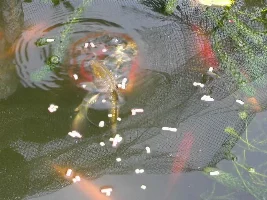 New pond pics