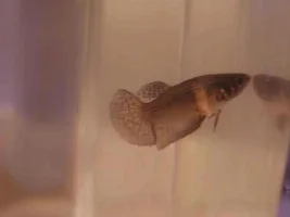 Pictures of my Baby Bettas