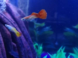 Fin Nipping or Fin Rot on my guppy