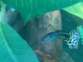 Guppy has a white dot on head