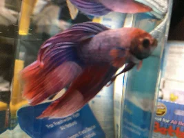 My betta is close to death!! Help please!!