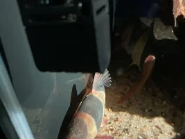 Clown Loach Emergency - 16 yr tank sudden problems