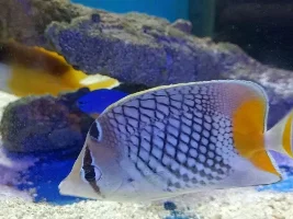One fish you really want but you dont have.
