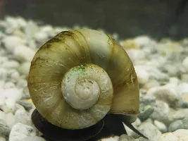 Mystery Snail shell green?