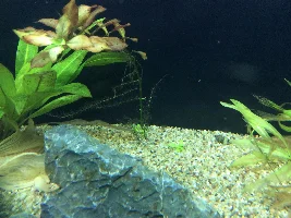 Nipping algae in the bud?