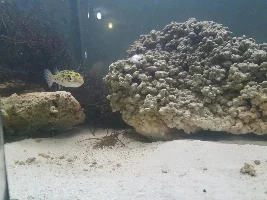 Green Spotted Puffer - tetraodon nigroviridis