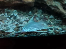 angelfish are dieing Help!!