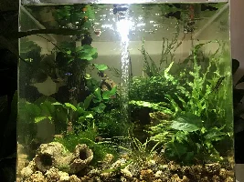 New member! Needing help with a Catfish
