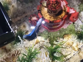 Please help! Diarrhea? Brown algae?