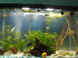New driftwood