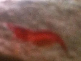 Berried Cherry Red Shrimp