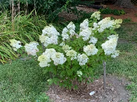 My Hydrangeas are blooming up…….