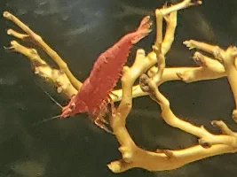 Color Rating for Cherry Shrimp?