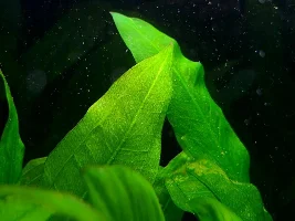What kind of eggs are these?