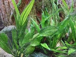 Algae Infestation in Cycled Tank