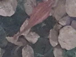Wide fish. Are there health complications or just too much fish food?