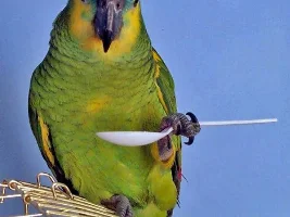 Yellow-Nape Amazon