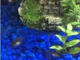 What kind of Mollies are they?