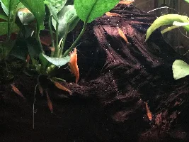 Small Planted Setup