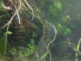 Help with Black beard algae.