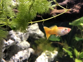 Need help with one sick fish.  Pics attached
