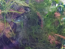 Journal of my juvenile blood parrot? Cinders and our bonding