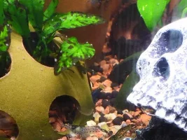 A Beginner's Shrimp Journal
