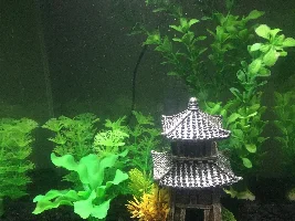 what is wrong with my betta's fin?