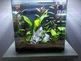 Betta Tank | Sumatra's Journal