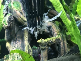 What is this in my tank!?