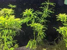 A place 4 my questions & ponderings as I build a 34 Gallons (127L) tank