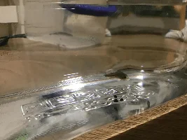 Julio Cory dying?