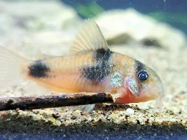 Hand Sanitisers & Aquariums?