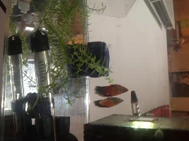 Sick Platies :-(