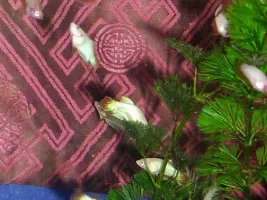 My 1st batch red halfmoon babies.
