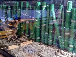 Fish tank Background Ideas
