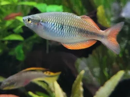 Rainbowfish compatibility